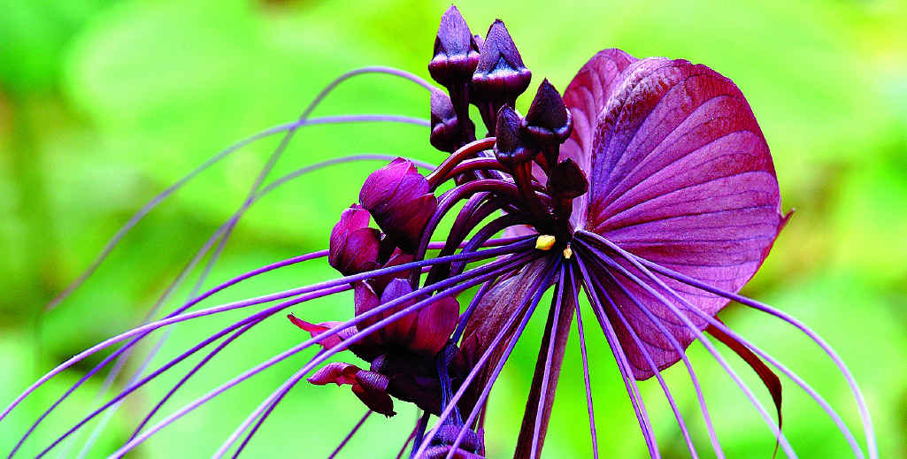 There are plenty of weird plants around for Halloween. There are plenty of weird plants around for Halloween.